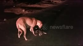 Mother dog saves injured pup’s life after dragging her to safety on busy road in India