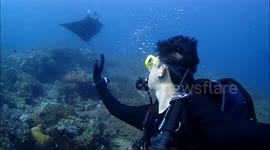 Excited manta ray caught on camera doing a somersault during diver selfie