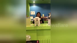 Wag that tail! Clingy Maltese puppy ecstatic to see his human