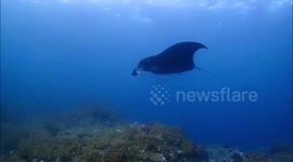 Manta Ray at Cleaning Station