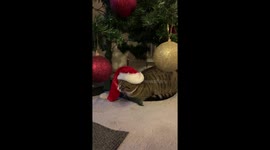 Cat sits under the Christmas tree wearing a Santa hat