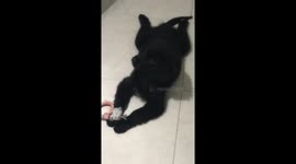 Pet watching cartoons