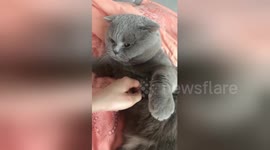 Angry cat refuses to shake hand with owner