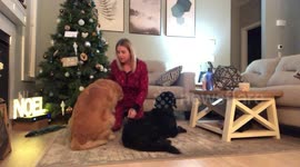 Dog needs pretend eye drops so he doesn’t feel left out