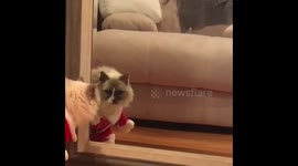 Ragdoll cat admires himself in the mirror with his new Chritmas outfit! What a hansome, tolerant good boy! Dp yiu agree?