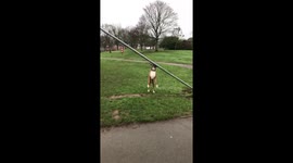 Ambitious dog tries to fetch 'stick' which turns out to be a pole