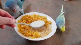 Birds ignore Christmas presents, just want Mummy's breakfast!