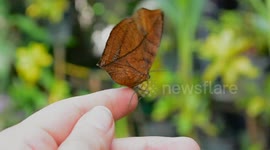 Orange oakleaf on hand