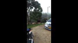 Onlookers stunned as wildlife herd leaps over fence one by one