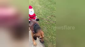 Daisy the dog gives Santa a lift