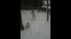 Great Dane vs Bishon