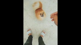 My brown poodle