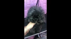 The black poodle dog is long