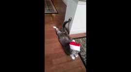 Christmas cat sploot