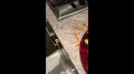 Beagle says no to sprouts!