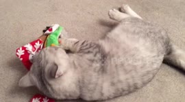 Cat unwraps his own Christmas present