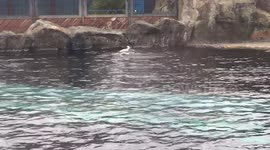 UK family witness sea lion hunting seagull at Colchester zoo