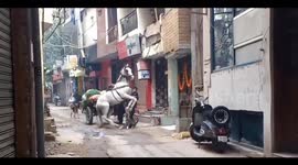 Street dogs attacks a horse fiercely that was passing through a street in Delhi