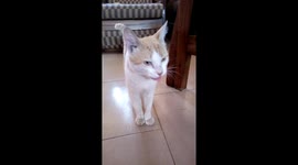 Kitty can't stop licking