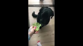 Dogs even hate salad