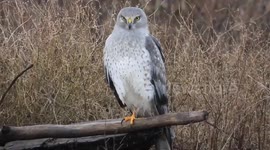 Male northern harrier
