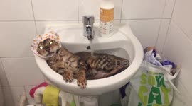 Purring bengal in a sink