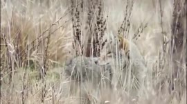 Merry Christmas beautiful coyote