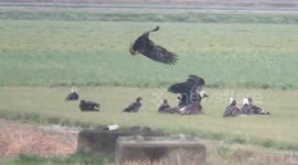 Bald eagles in a farm field
