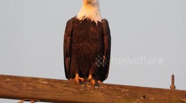 Bald eagle in dawns early light