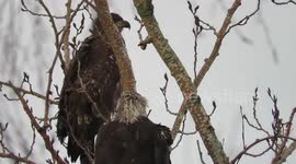 Bald eagles in delta