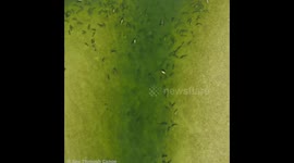 Gathering of over 300 manatees on Christmas Eve day