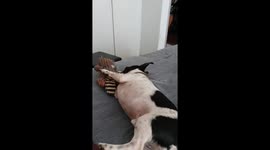 I just love my toys but when does it come alive?