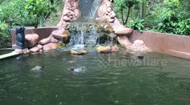 Beautiful view of Duck family in a pond
