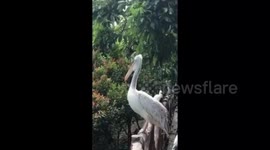 Huge Pelican ready to fly