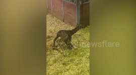 Clumsy newborn giraffe appears to have had 'one too many' over Christmas period - as cute video footage shows the days-old calf trying to get to his feet