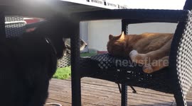 This cat is just chilling and doesn't care at all about the dog