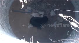 Indian officials rescue wild sloth bear from 40ft deep well