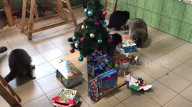 Eleven raccoons receive Christmas gifts from their owners in Russia
