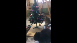 Christmas tree and raccoon