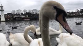 Swarmed by Swans!