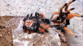 Arachnophobes look away now! Tarantula sheds its skin