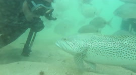 Adorable Fish Looses Staring Contest To Divers!