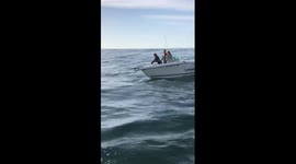 Whale wants to be pet