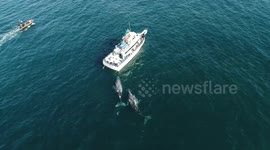 Whales go people watching