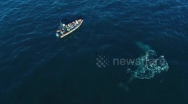 Whales play with little boat