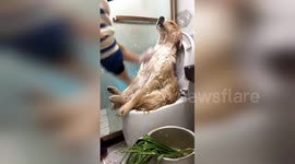 Pampered dog enjoys being scrubbed during bathtime