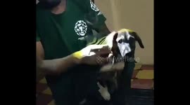 Volunteers rescue dog trapped between two walls in south India city