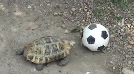 Meet Phu Pha, the tortoise that loves playing football