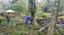 King Cobra caught inside farmer's garden