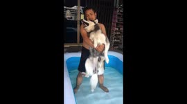 Husky puppy howls in protest when he has to take a bath